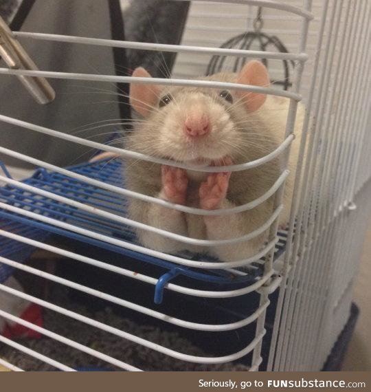 "Oh, hi hooman!"