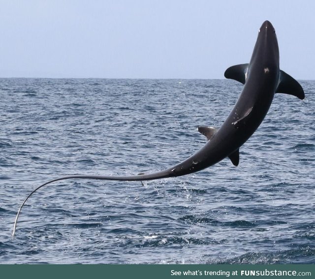 15-foot Thresher Shark leaps in air