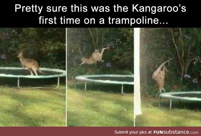 Kangaroo's First Time on a Trampoline