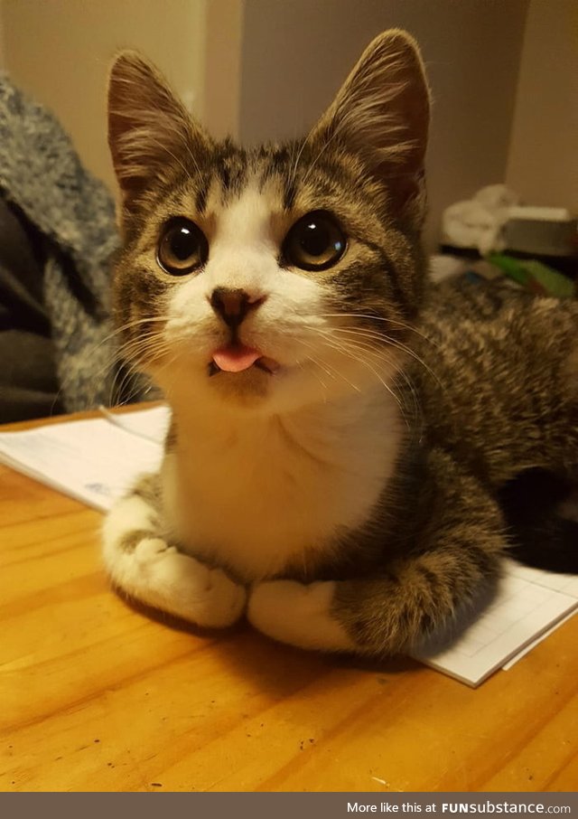 That look, that tongue, those folded paws