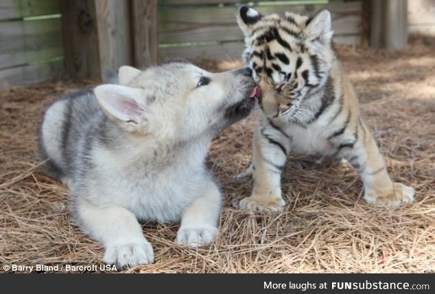 Wolf cub and Tiger cub are the best of friends