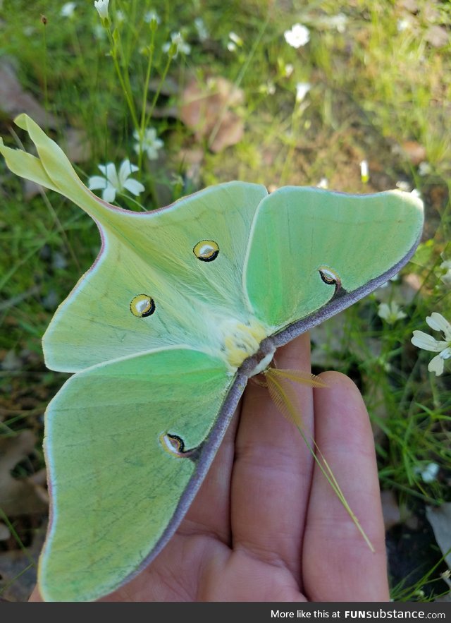 This beautiful Luna moth