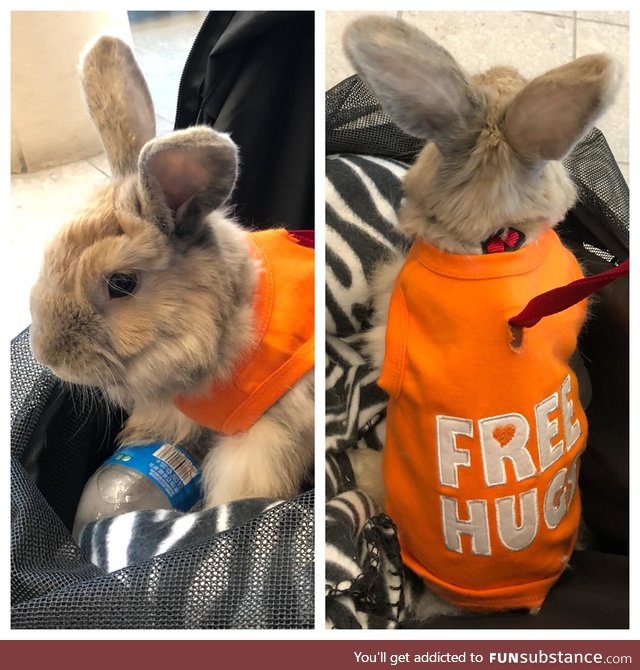 i present you.. a CUTE therapy bunny..