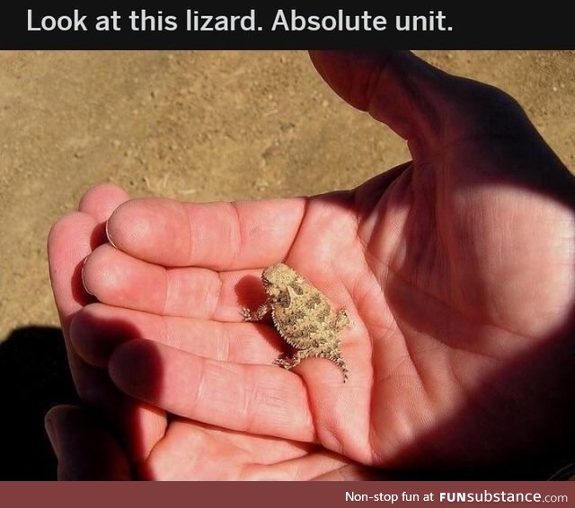 Cute and absolute unit