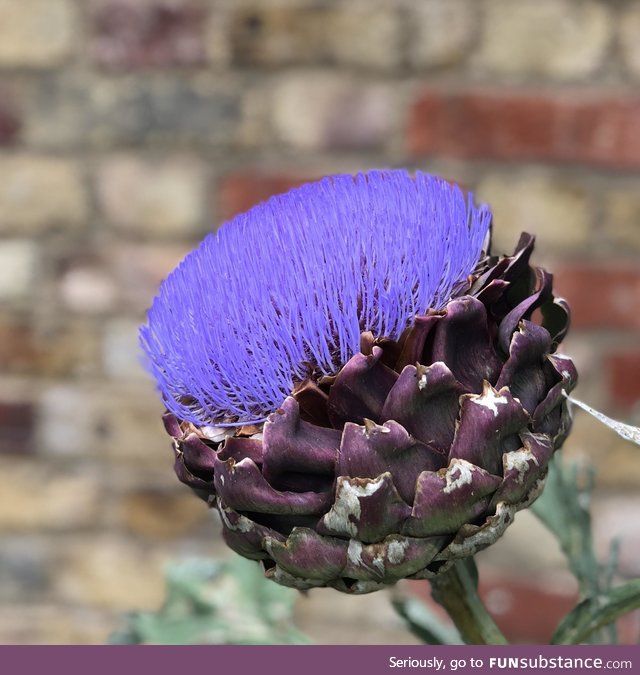 Cool flower