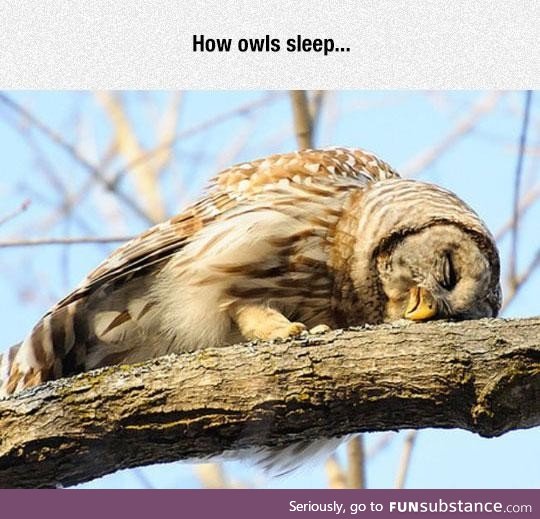Good night, sweet owl