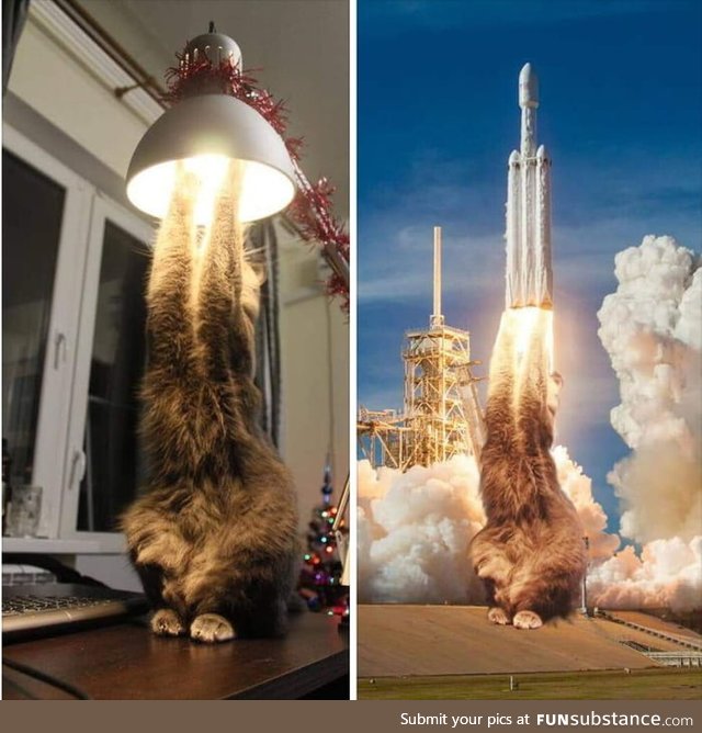 What an amazing cat