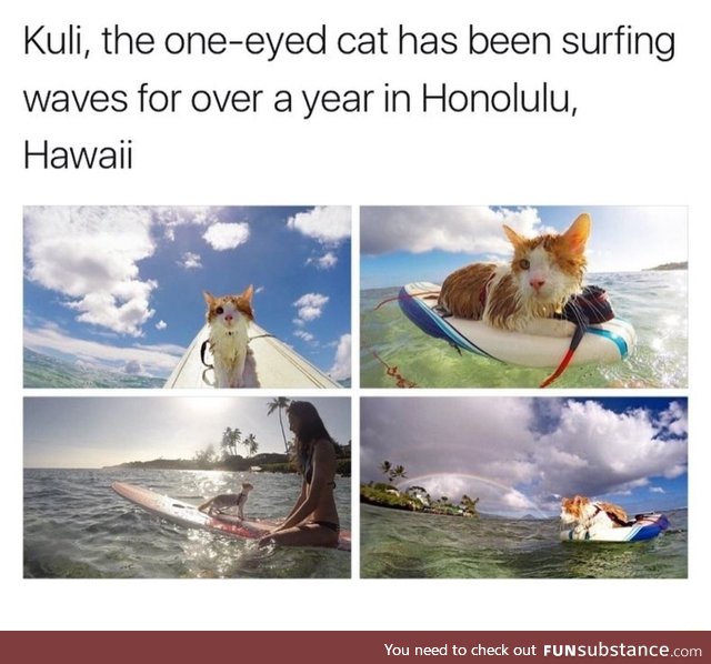 Surfing one-eyed cat