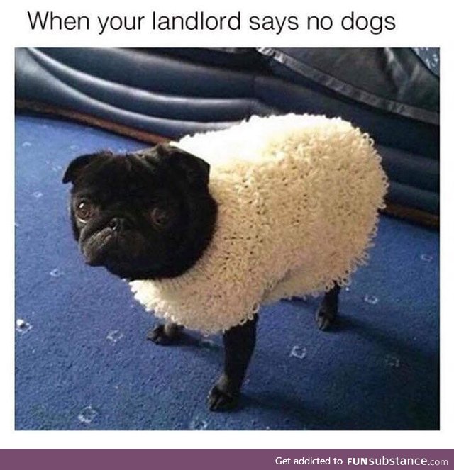 I can shlip in