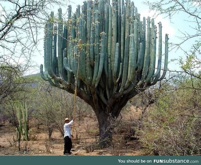 that. cactus.