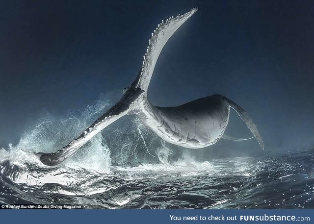 The incredible winning photograph of the 2018 'Through Your Lens Underwater' contest