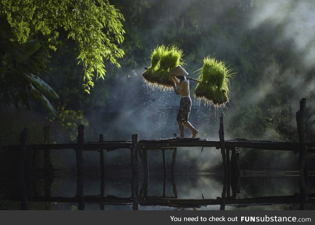 Thai farmer at sunset