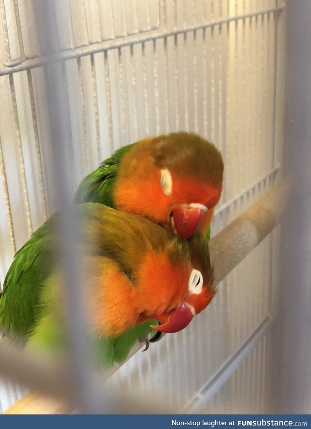 Lovebirds being lovebirds