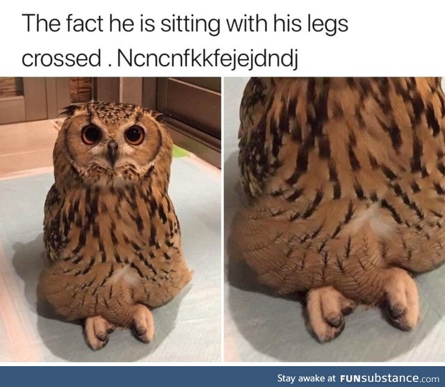 Owl sitting with legs crossed