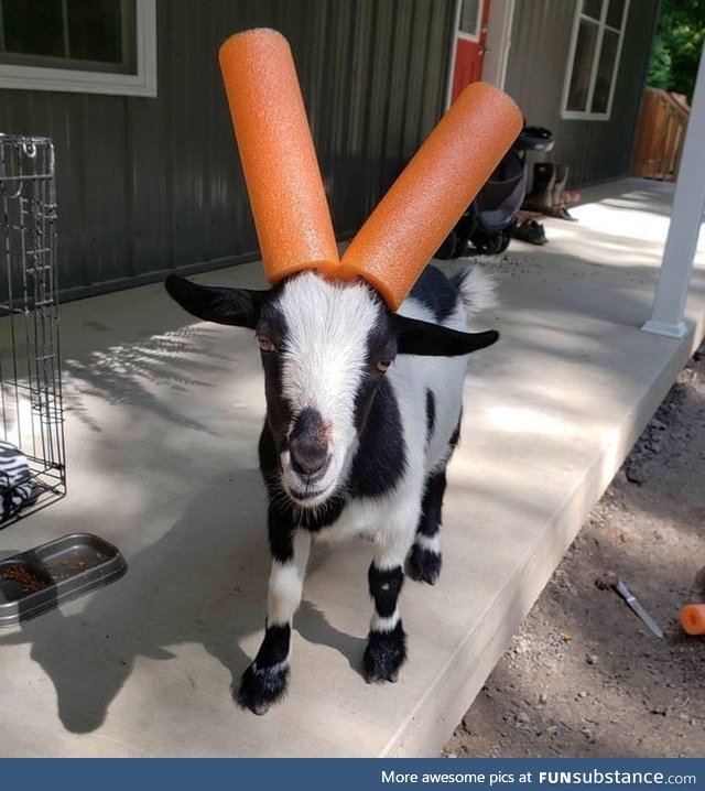 Safety first: How to Child-Proof your Goat!