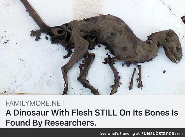 Dinosaur with flesh found