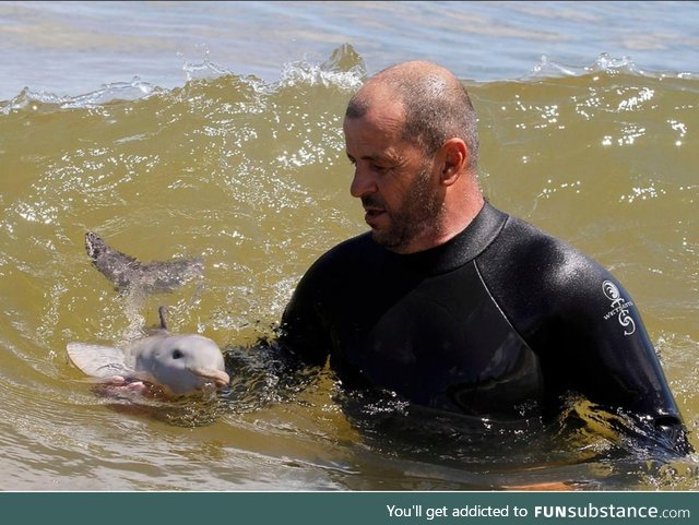 baby dolphin