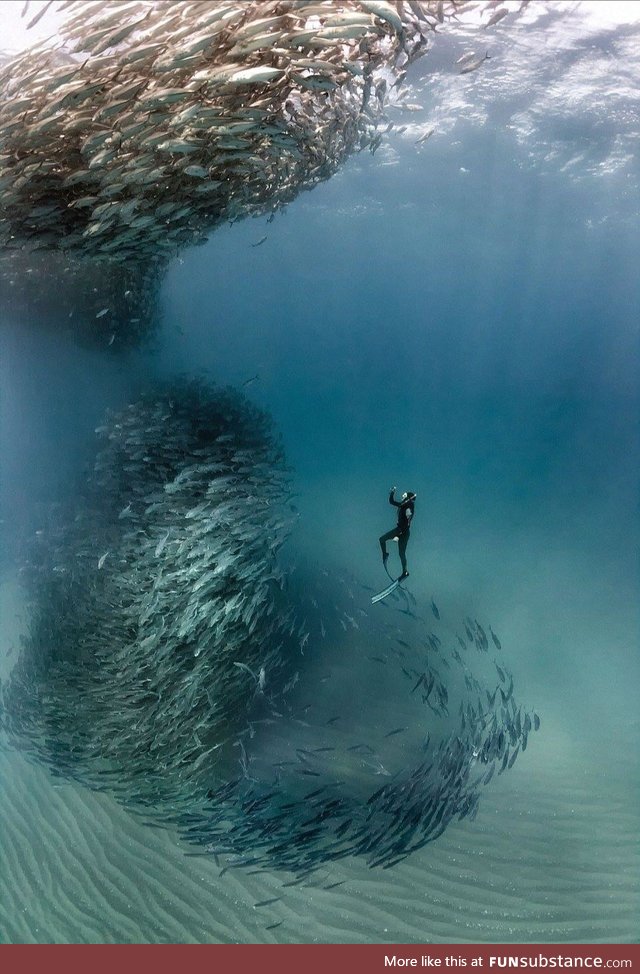 Fish tornado