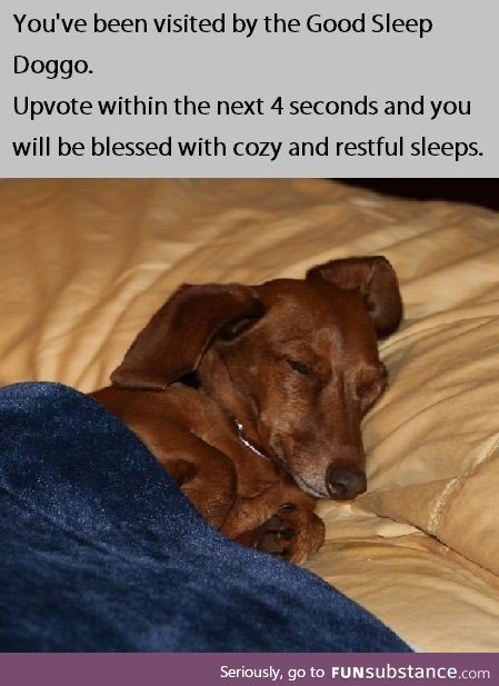 Good sleep doggo