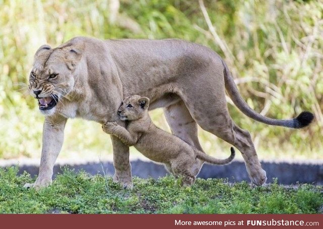 Mama lion protecting her cub