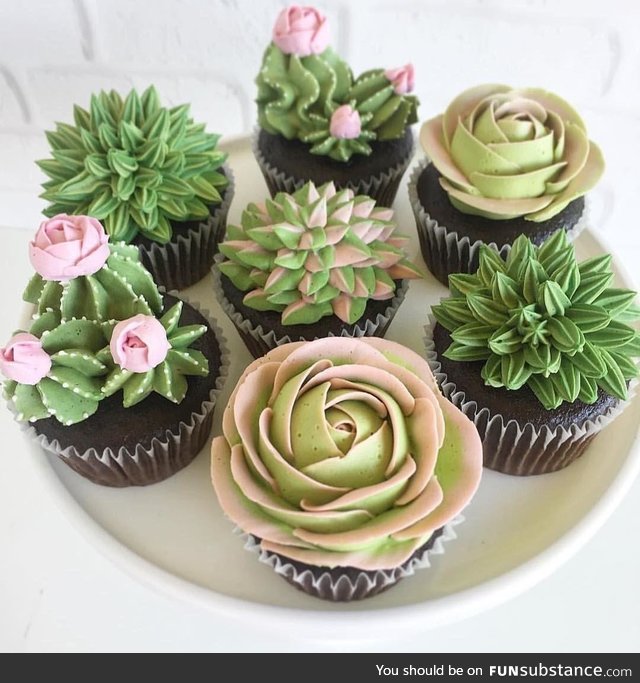 Succulent cupcakes