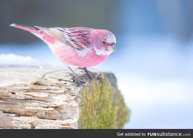 Rose finch