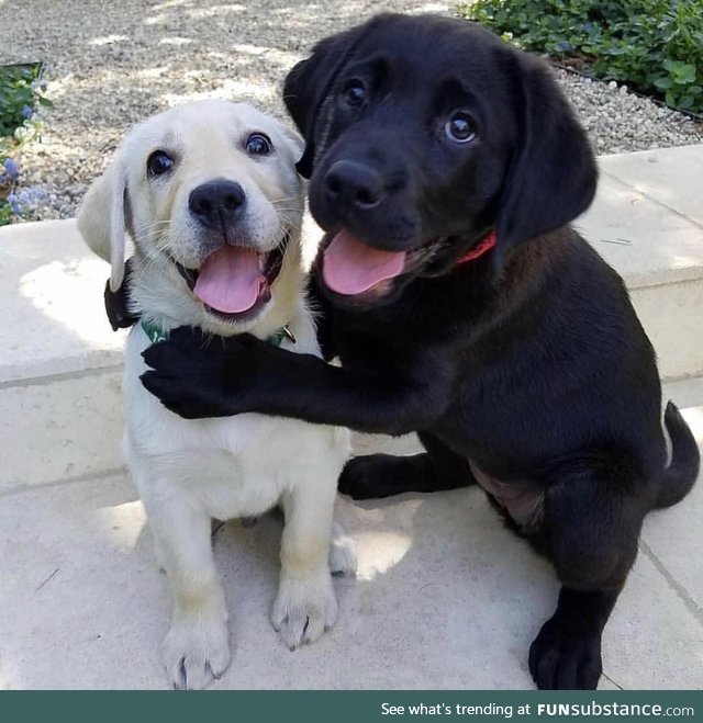 "hooman? let me introduce you to my new friend!"