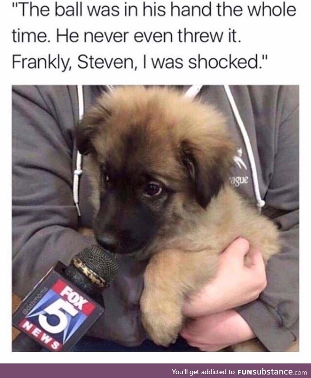 Dog reports