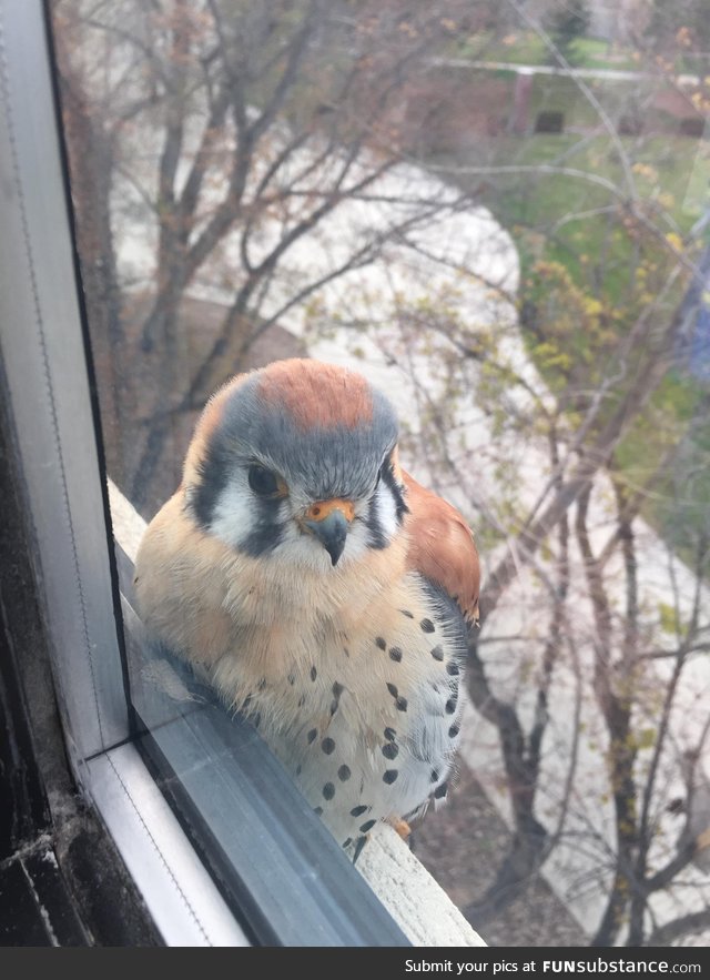 Cute baby bird