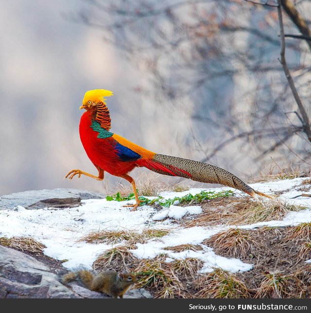 Striking colors of this male golden pheasant