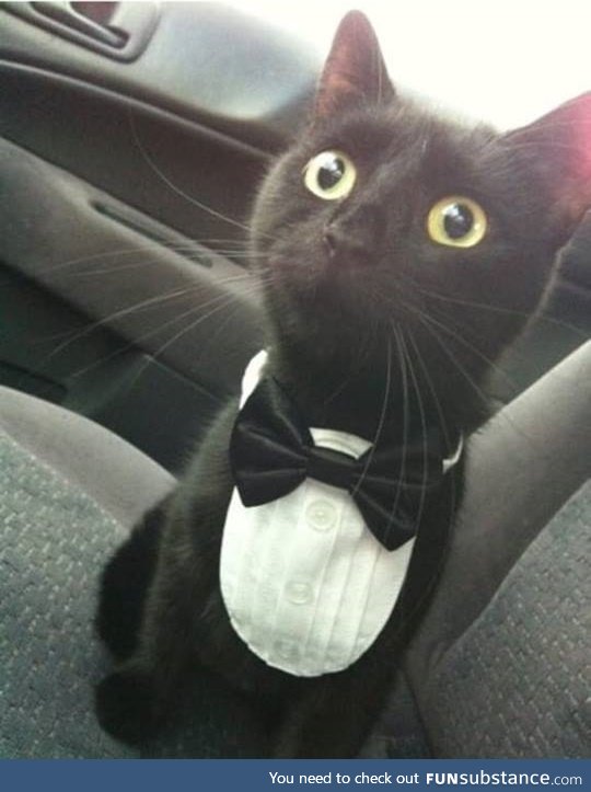 "my name is kitty.. kitty bond!"