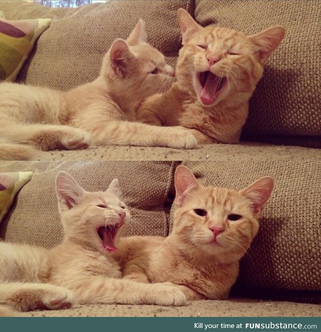 yawning is contagious ;) (did you?)