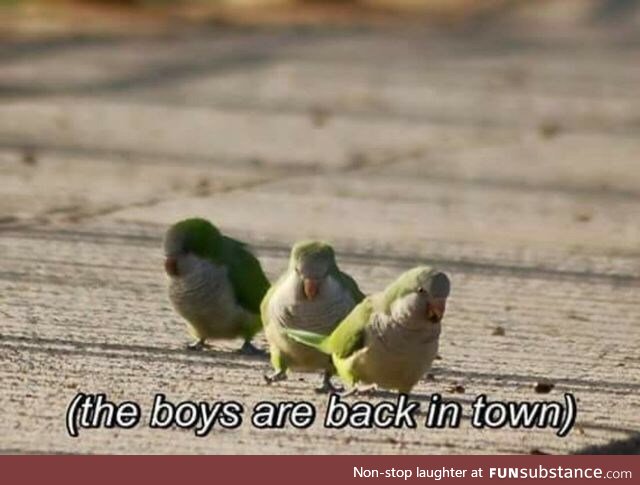 Birbs