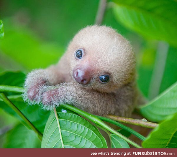 baby sloth <3
