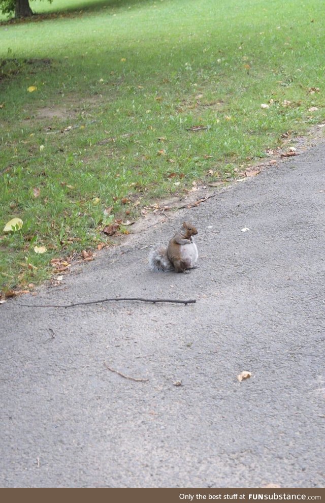 Saw a pregnant squirrel for the first time