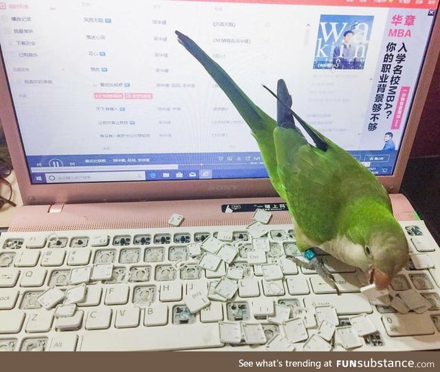 Any tips on recipes for BBQ of domestic birds?