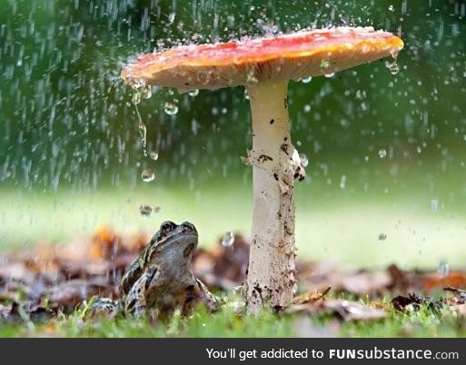 Amazing frog umbrella!