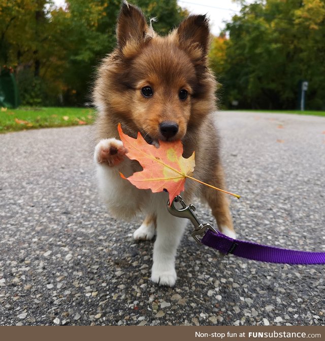 "i take this with me home, okay.. hooman?"