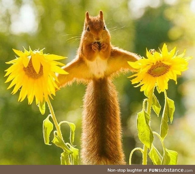 This adorable squirrel casually balancing on two sunflowers