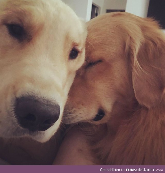 lots of cuddles from good boys :)