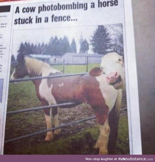 Cow photobombing a horse