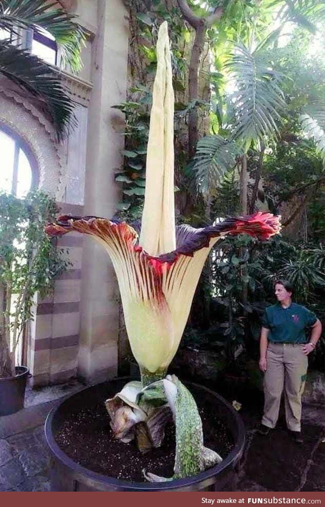 Amorphophallus Titanium, one of the largest flower in the world