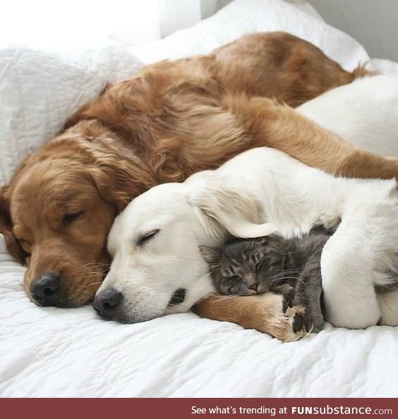 cuddle gang taking a nap :)..