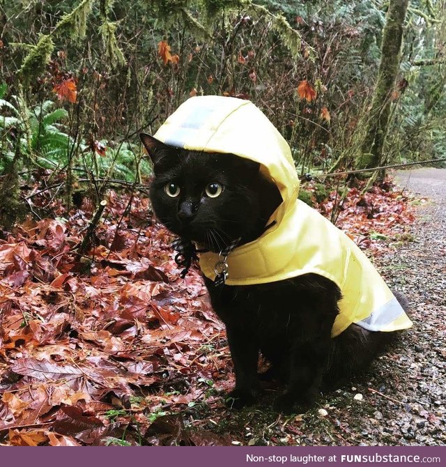rainophile cat :3