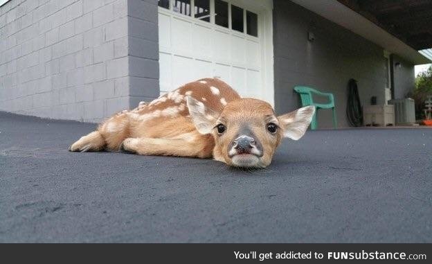 sup, hooman?