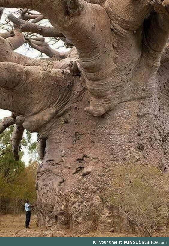 6000 year old tree. Man for scale