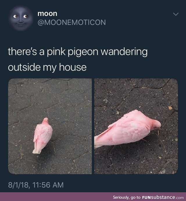 Pink pigeon