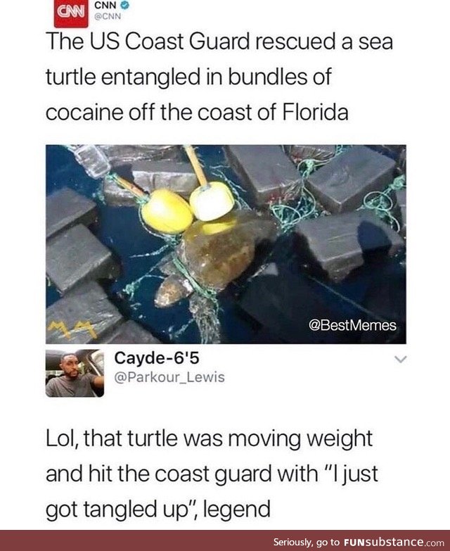 Turtles