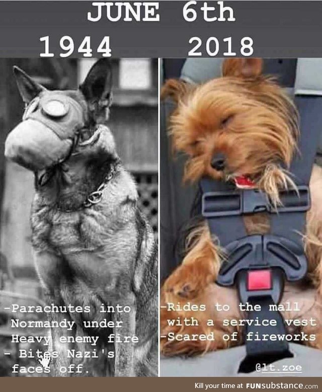 Millennial dogs have it so easy