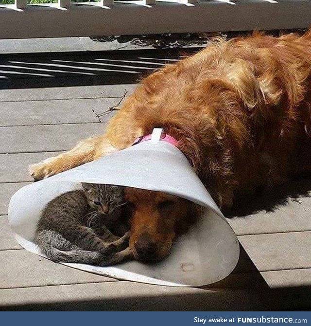 kitty: "it's okay buddy.. i'm here for you :)!"